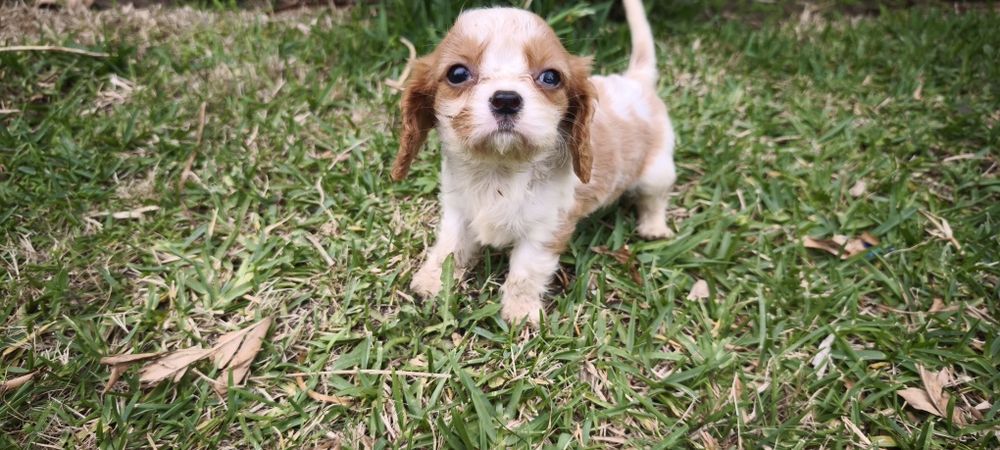 Cavalier king charles criado em ambiente familiar