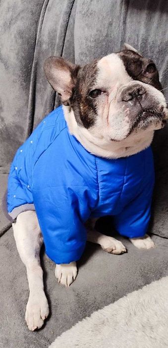 Продам одежду  для собаки французский бульдог, мопс.
