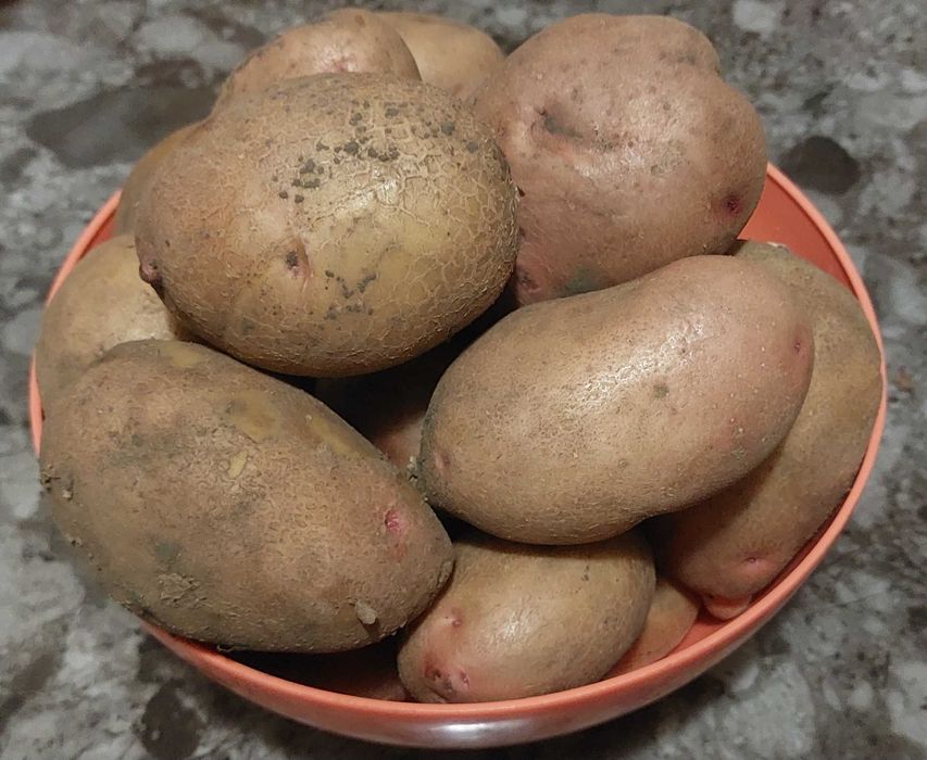 Продам картоплю сорту Слов’янка