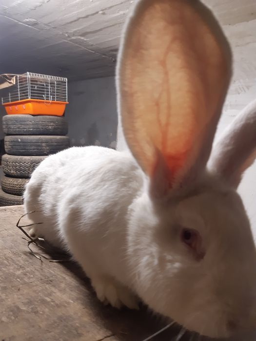 Króliki olbrzymy belgijskie