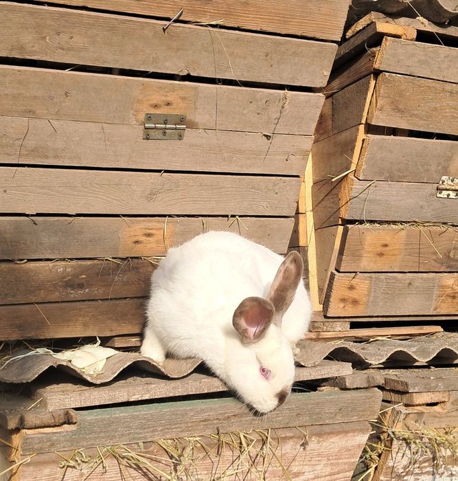 Кролики парувального віку