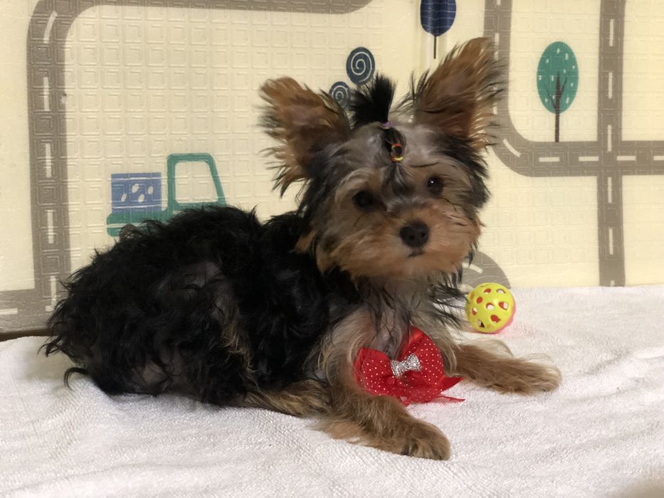 Продам мини Йорчиков