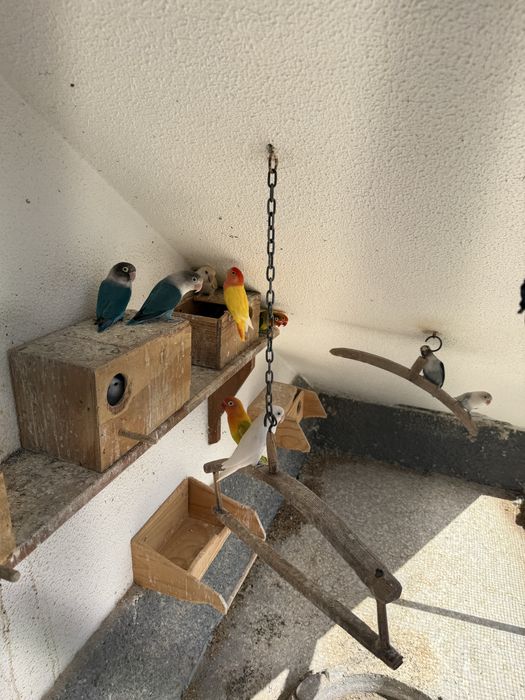 Vende-se 9 Agapórnis