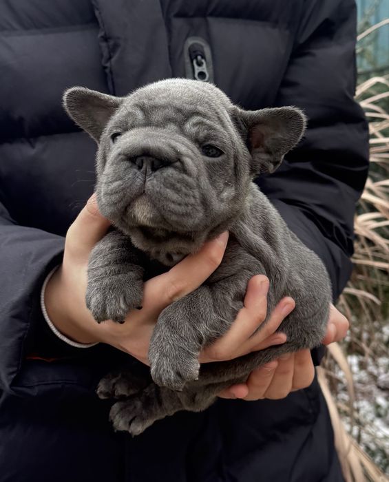 Неймовірні , породні цуценята