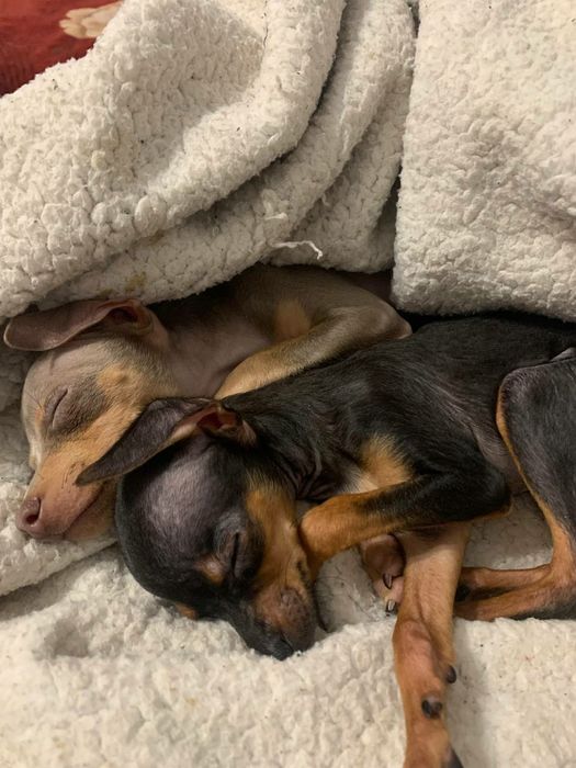 Продам щенка той терьер