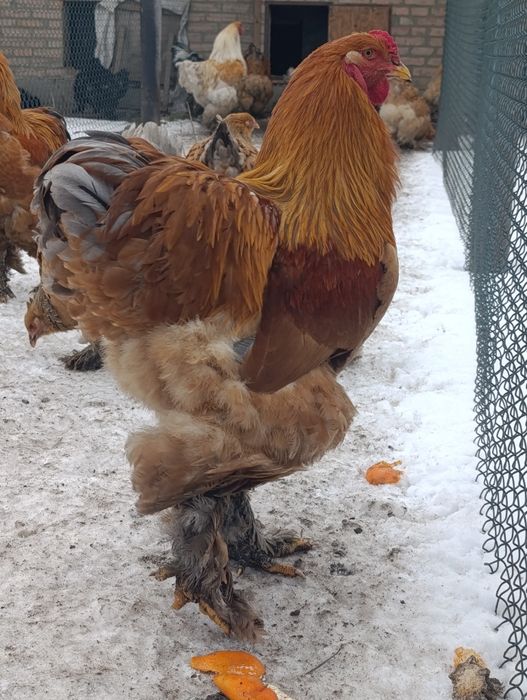 Півень брама лимон,палевоблакитний