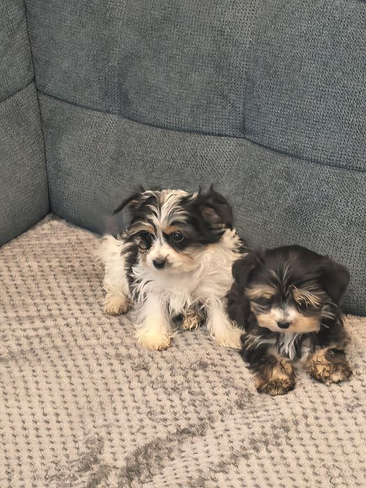Yorkshire terrier biewer