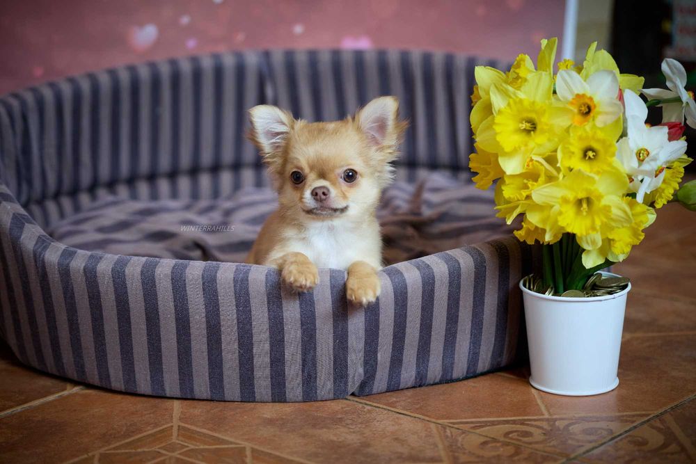 chihuahua ~ Чіхуахуа