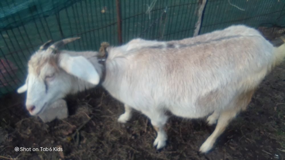 Продам 2 козы нубийскую и альпийскую