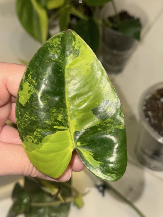 Philodendron Burle marx variegated
