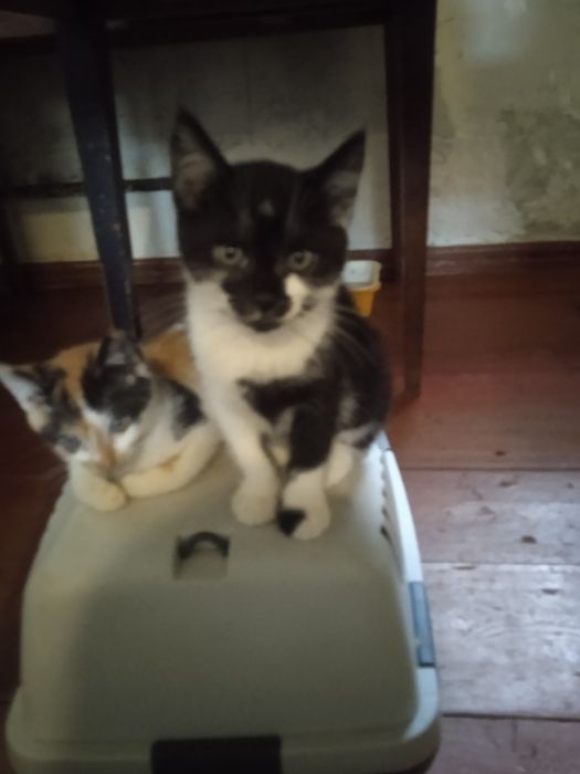 Віддам киці в добрі руки