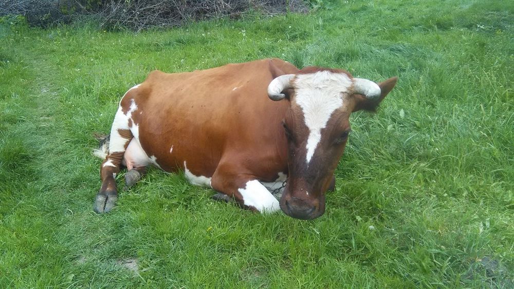 Продам корів на вибір