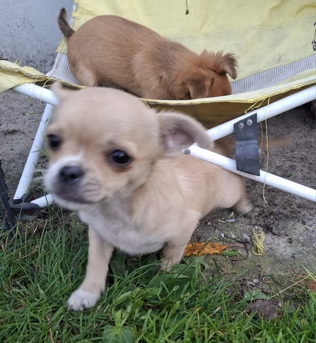 Chiuhuahua sunia