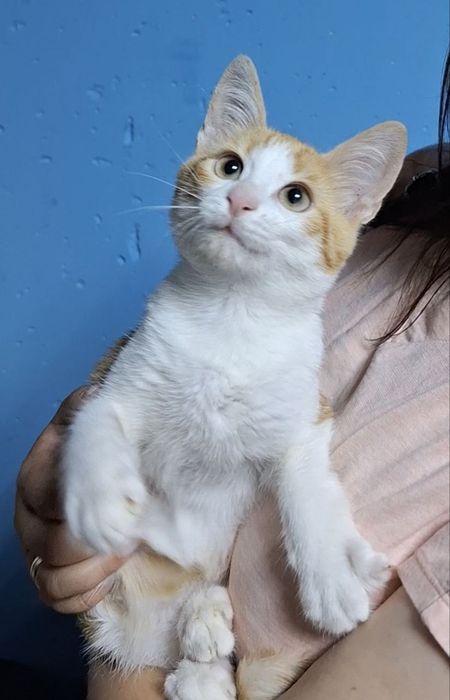 Віддам рижого котика безкоштовно