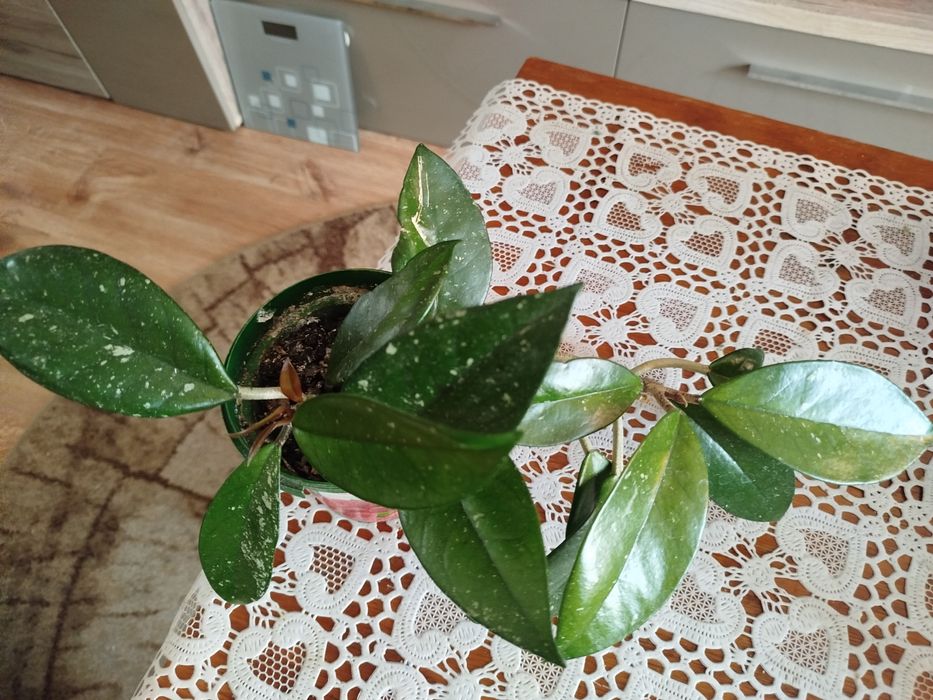 Hoya kwiaty kwitnące