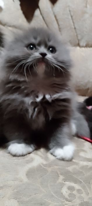 Шотландські кошенята