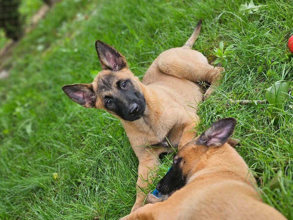 Цуценята бельгійської вівчарки малінуа! Від здорових робочіх батьків!