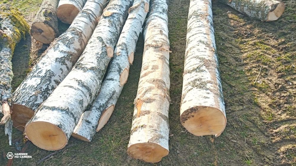 BRZOZA drewno opałowe lub na materiał