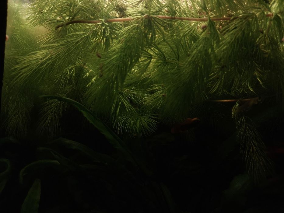 Роголисник акваріумний