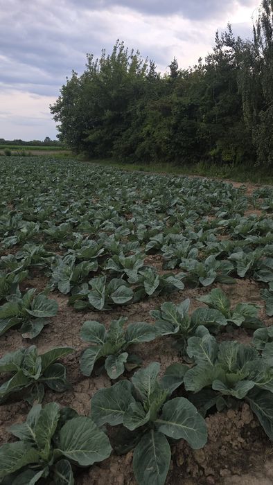Działka 7 300 m² (73 arów) – Stare Babice, doskonała lokalizacja