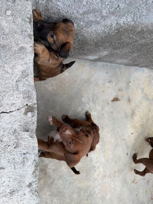 Adoção de cães bebés