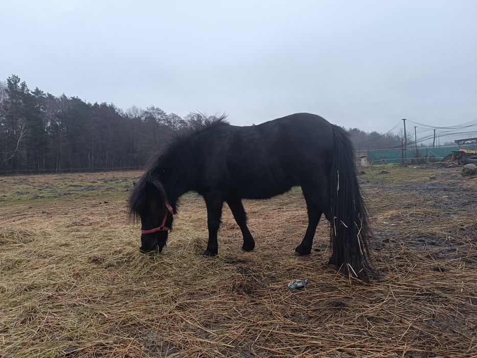 Sprzedam Klacz kuc kucyk