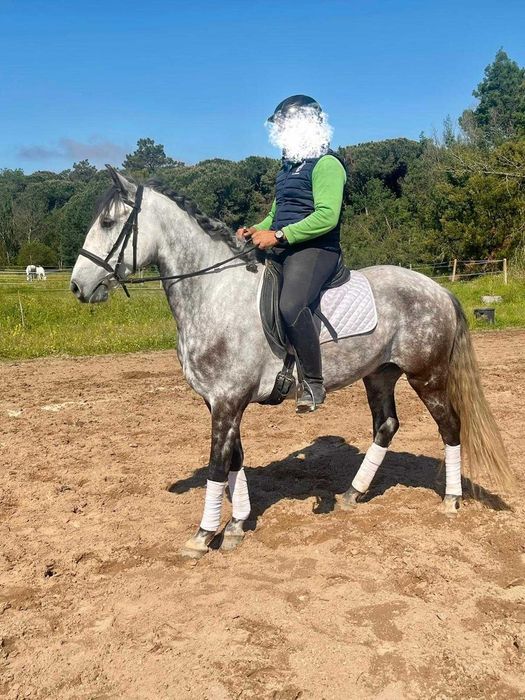 Cavalo Puro Sangue Lusitano