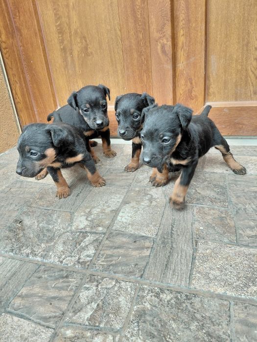 Продаються щенята Ягдтер'єр 
Зроблені прививки та
купірува