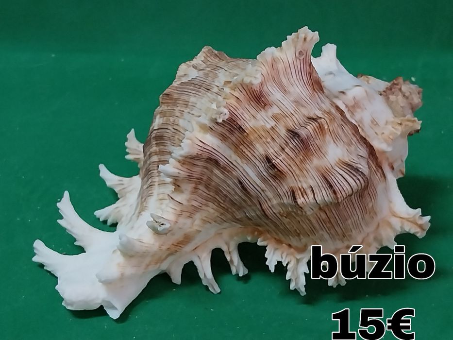 Búzios conchas etc