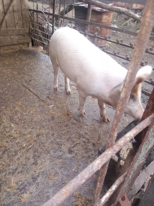 Продам свині живою вагою