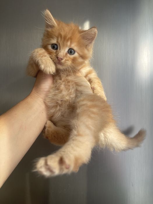 Котик породистий