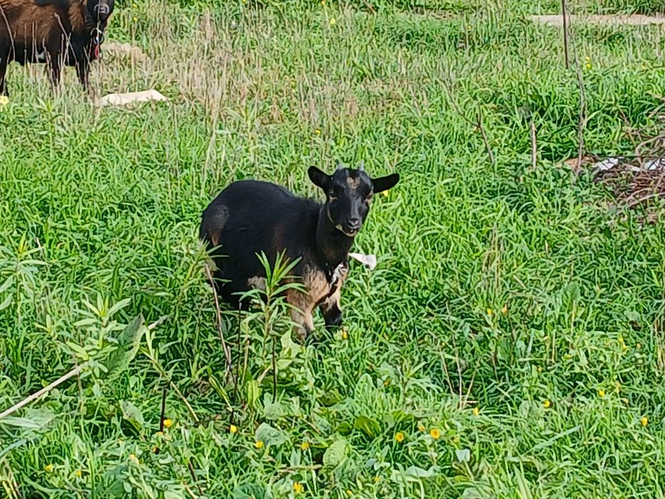 Cabras anâs com 4 meses