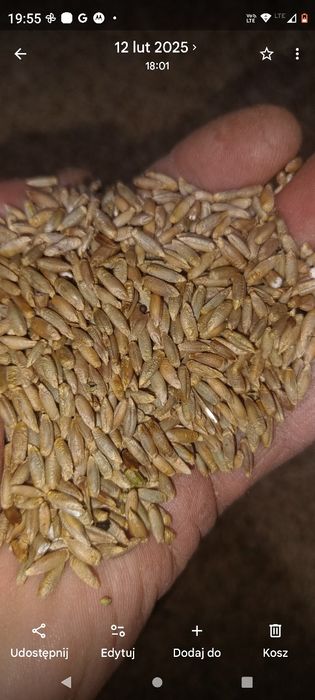 Żyto jare zbiór 2025 świeże