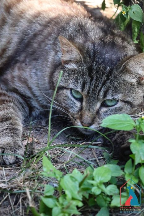 Zono 139/25 - SZUKA DOMU!