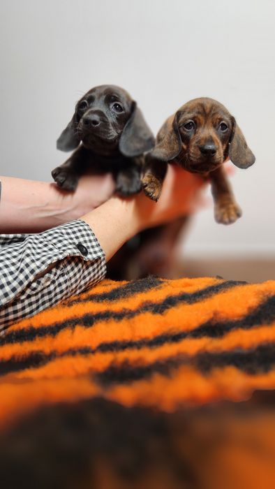 Jamnik miniaturowy/króliczy zkwp FCI wyjątkowe umaszczenie