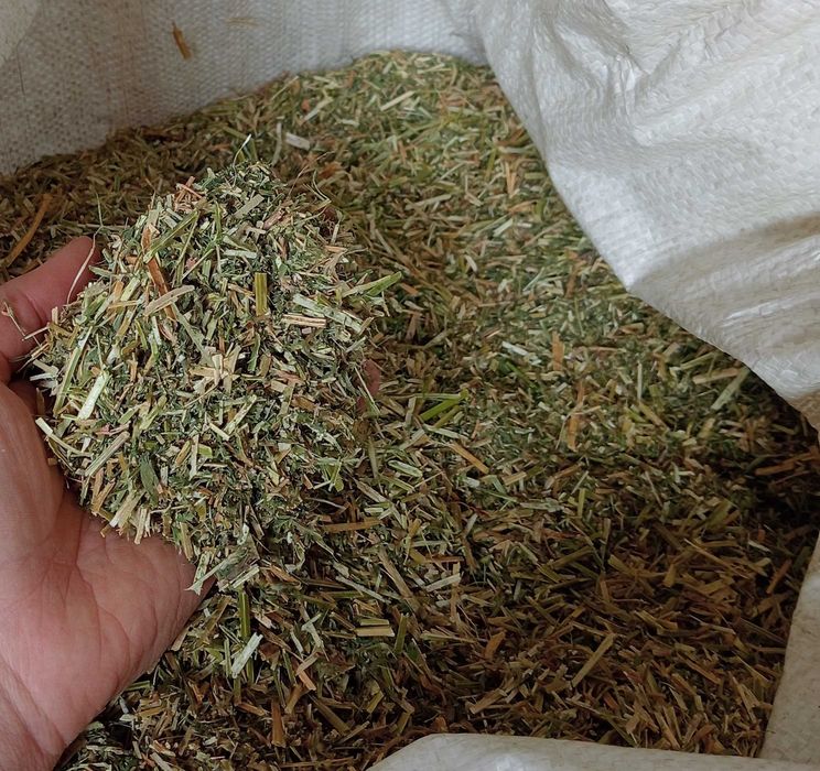 LUCERNA | Drobno cięta | 30 kg | 2025 rok