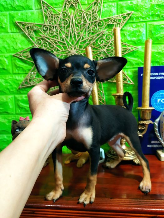 Красивая крепкая малышка 4мес в любящую семью! Док.КСУ! Чип,привита!