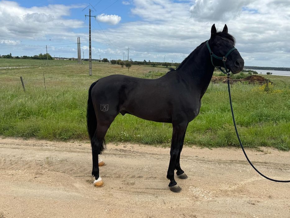 Cavalo PSL - 9 anos