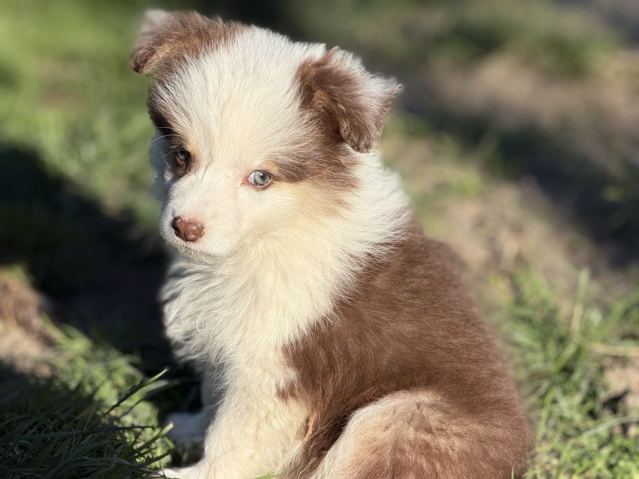 Suczka Border Collie