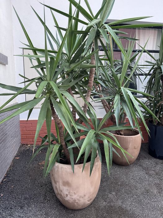 Yuca-gigante em vaso
