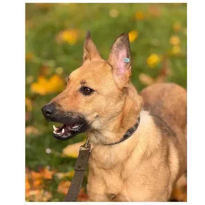 Молодая собака, 2 года