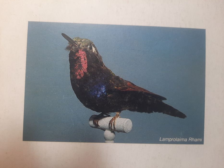 OS  COLIBRIS da coleção "Braga Junior"