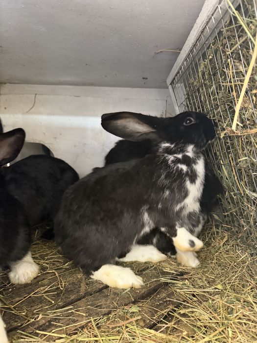 Кролики, строкач + Полтавське срібло