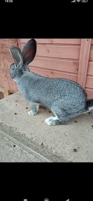 Самець, шиншила..