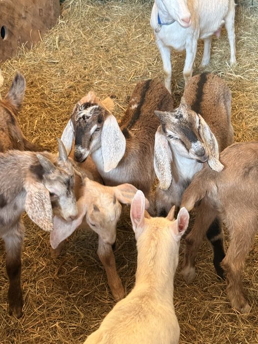 Kozy młode Mleczne