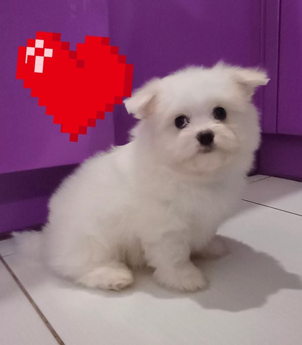 Мальті-шпіц хлопчики  білі