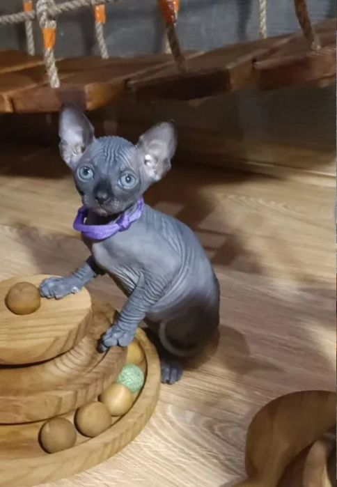 Канадські сфінкси з блакитними очима