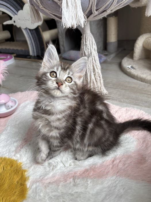 Kotka Maine coon