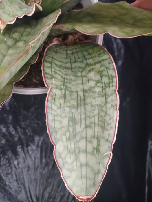 Сансевиерия Кirkii silver blue