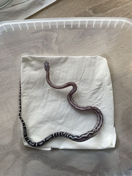Wąż zbożowy Anery Tessera Scaleless het Amel dostepne samce i samice